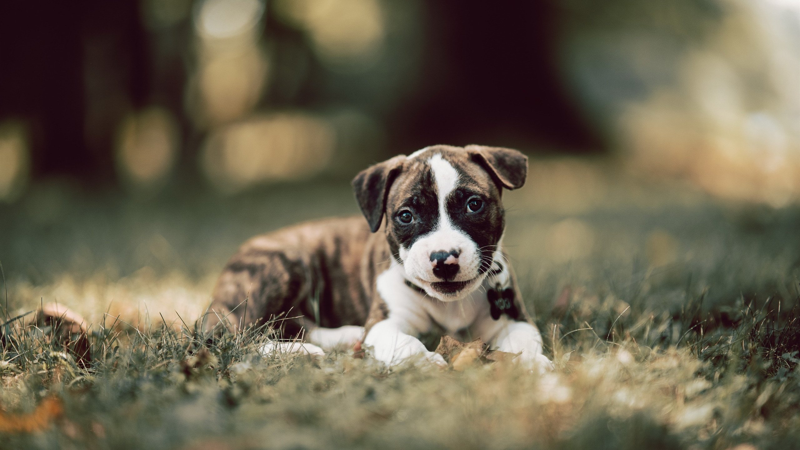 2024全明星最新赛程公布,哪些亮点值得期待?,全明星赛24号和2号