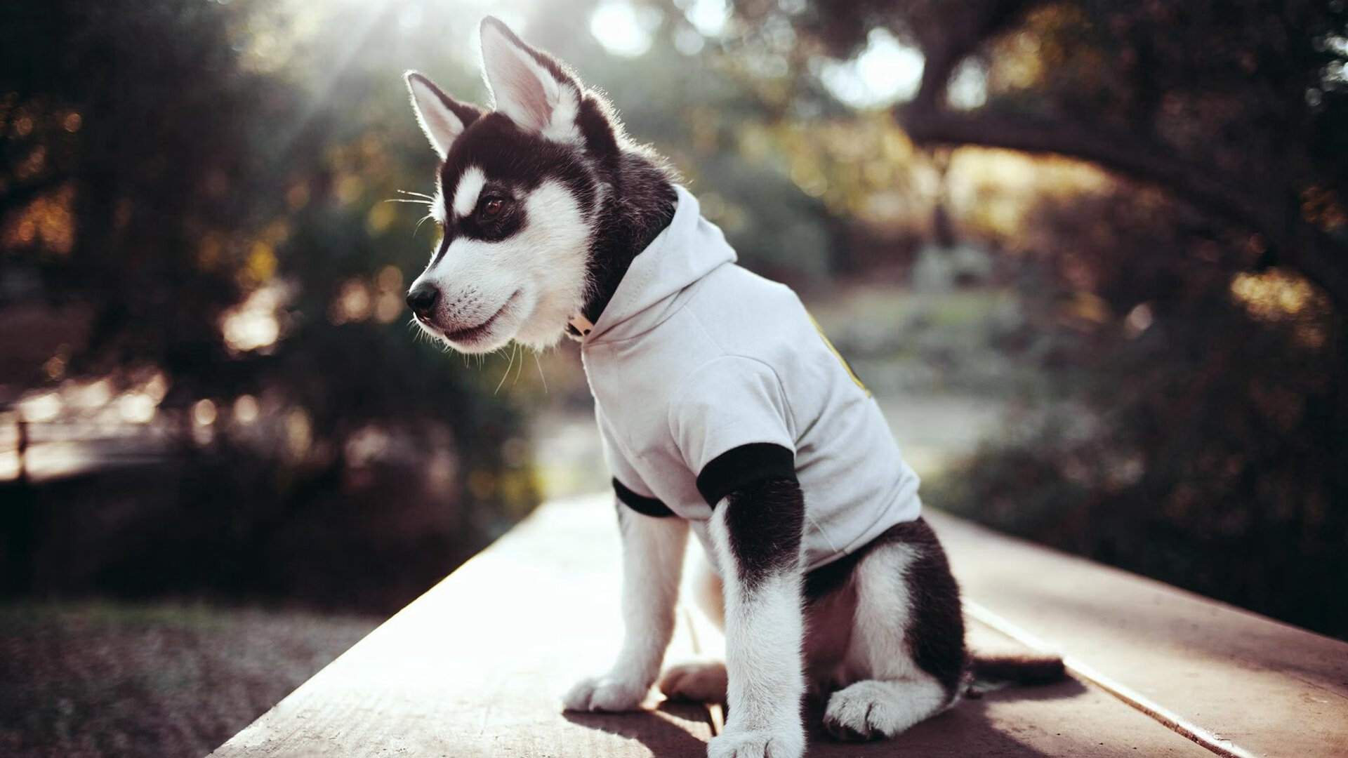 76人双星闪耀!,76人双帝