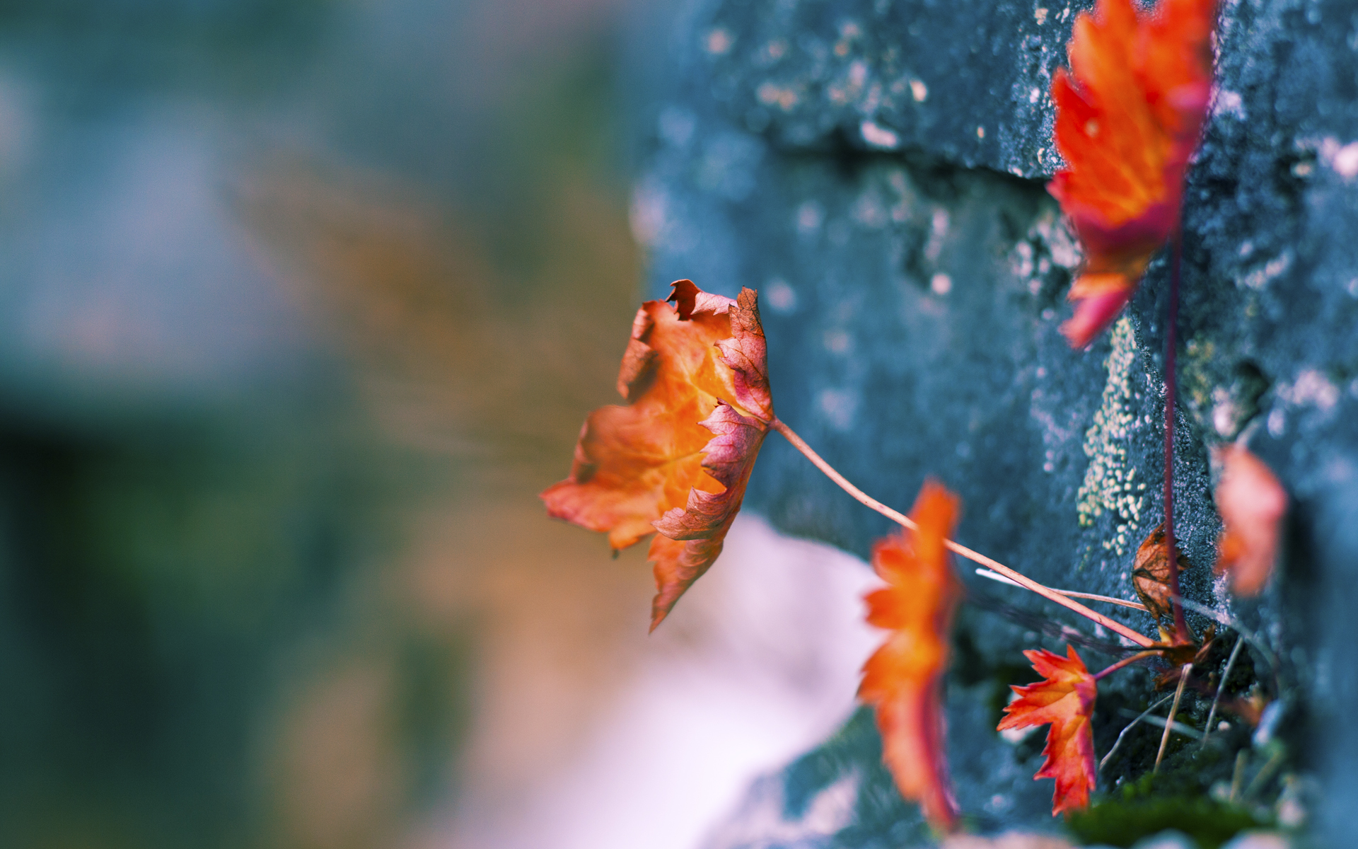 _奇才队士气振奋,追梦季后赛_,奇才队视频