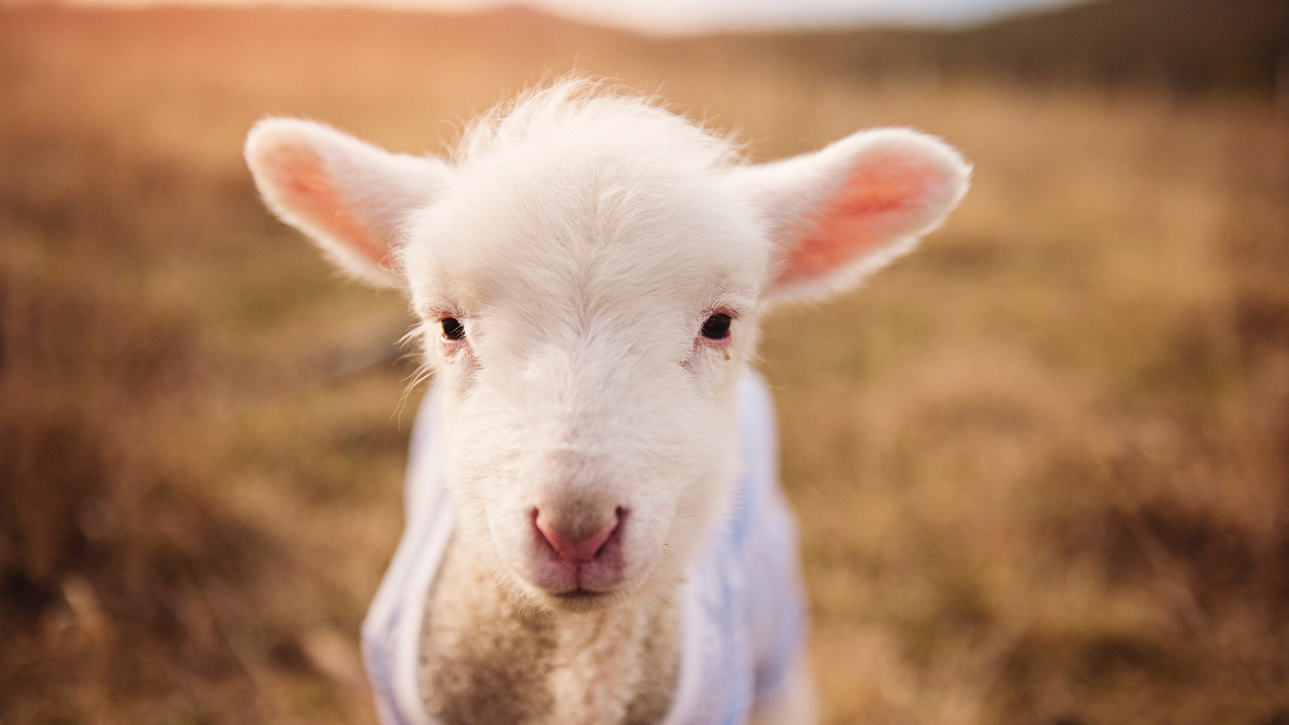 “赛季中途大换血,球迷期待新气象”,季后赛轮换