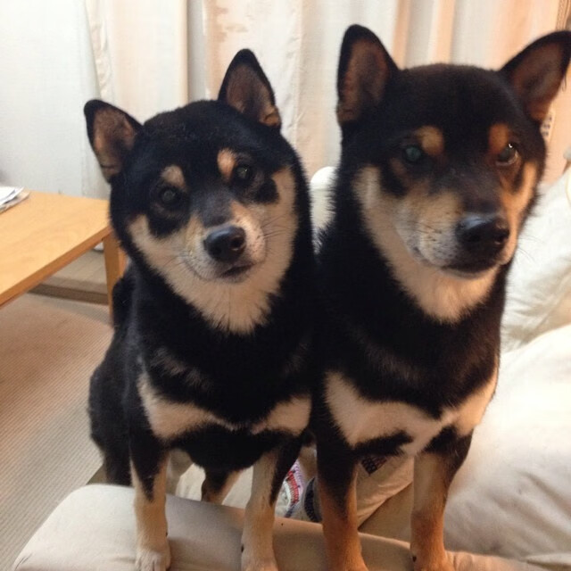 《菲律宾星报》称杭州亚运会开幕式为“高科技”“令人惊叹”的盛景。