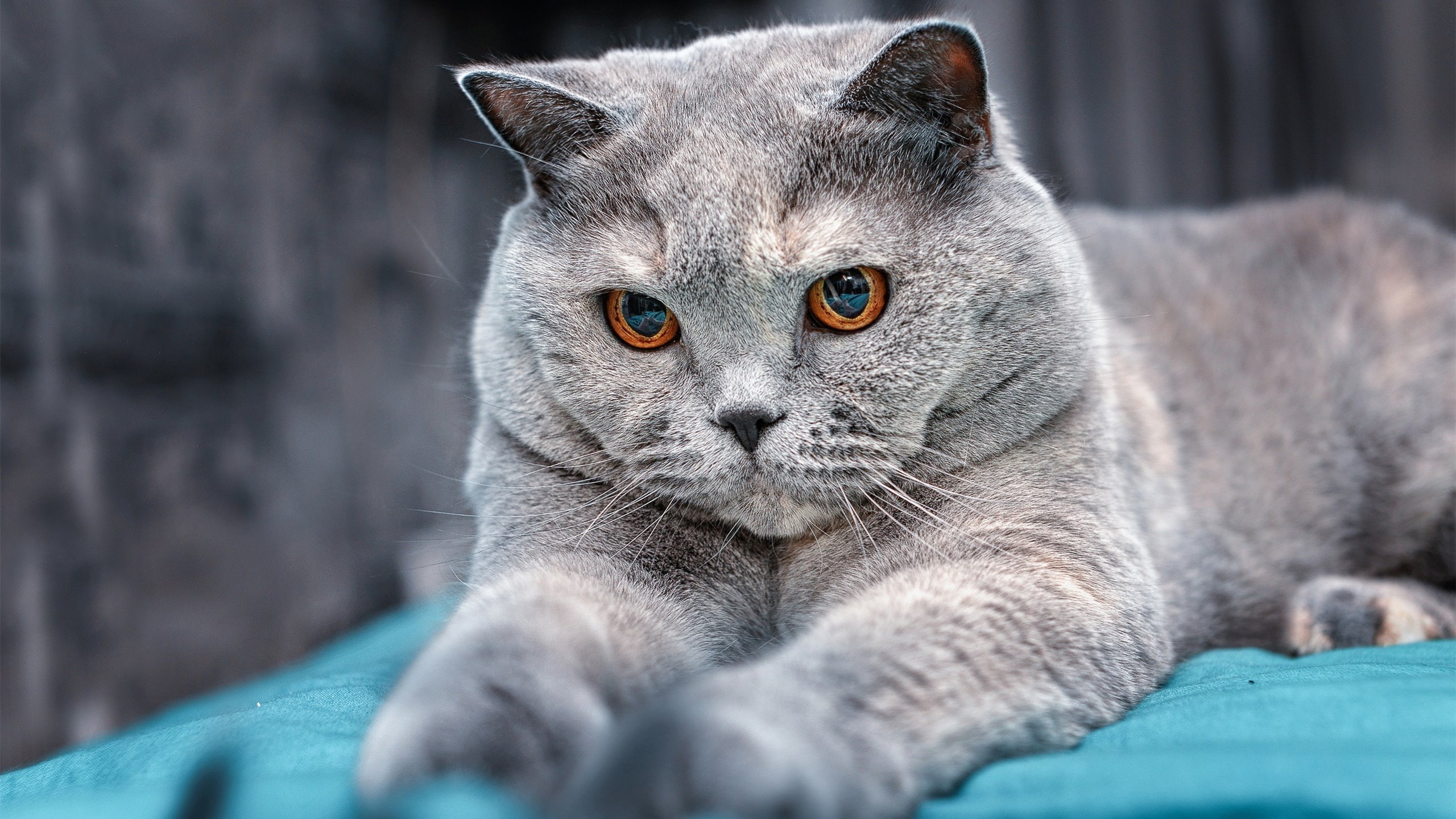 九游网页版官网入口-《英雄联盟》S赛与《DOTA2》Ti赛事的全球观众争夺战，lol比赛dota2