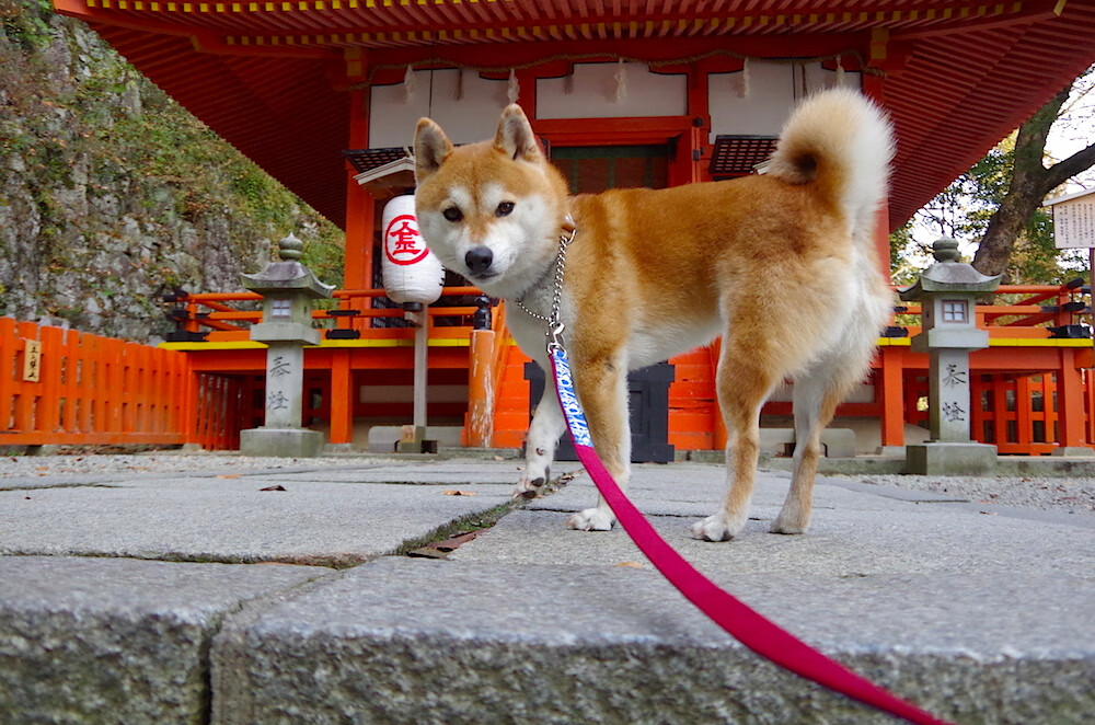 九游下载官网-中国篮球品牌赞助合作模式创新发展，篮球赛事赞助商