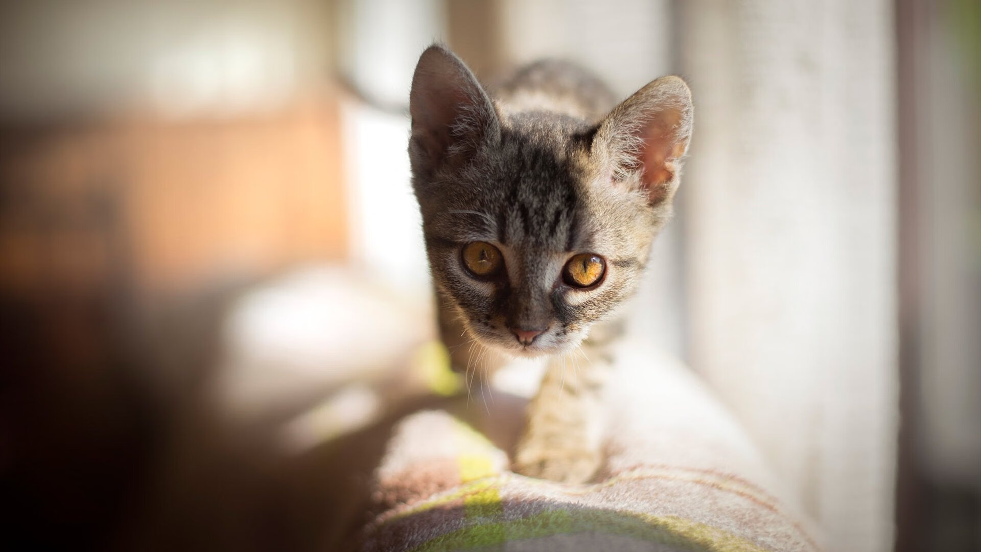 九游网游官网-伊朗踢“冰上短传渗透”，欧洲队全程跟不上，伊朗足球