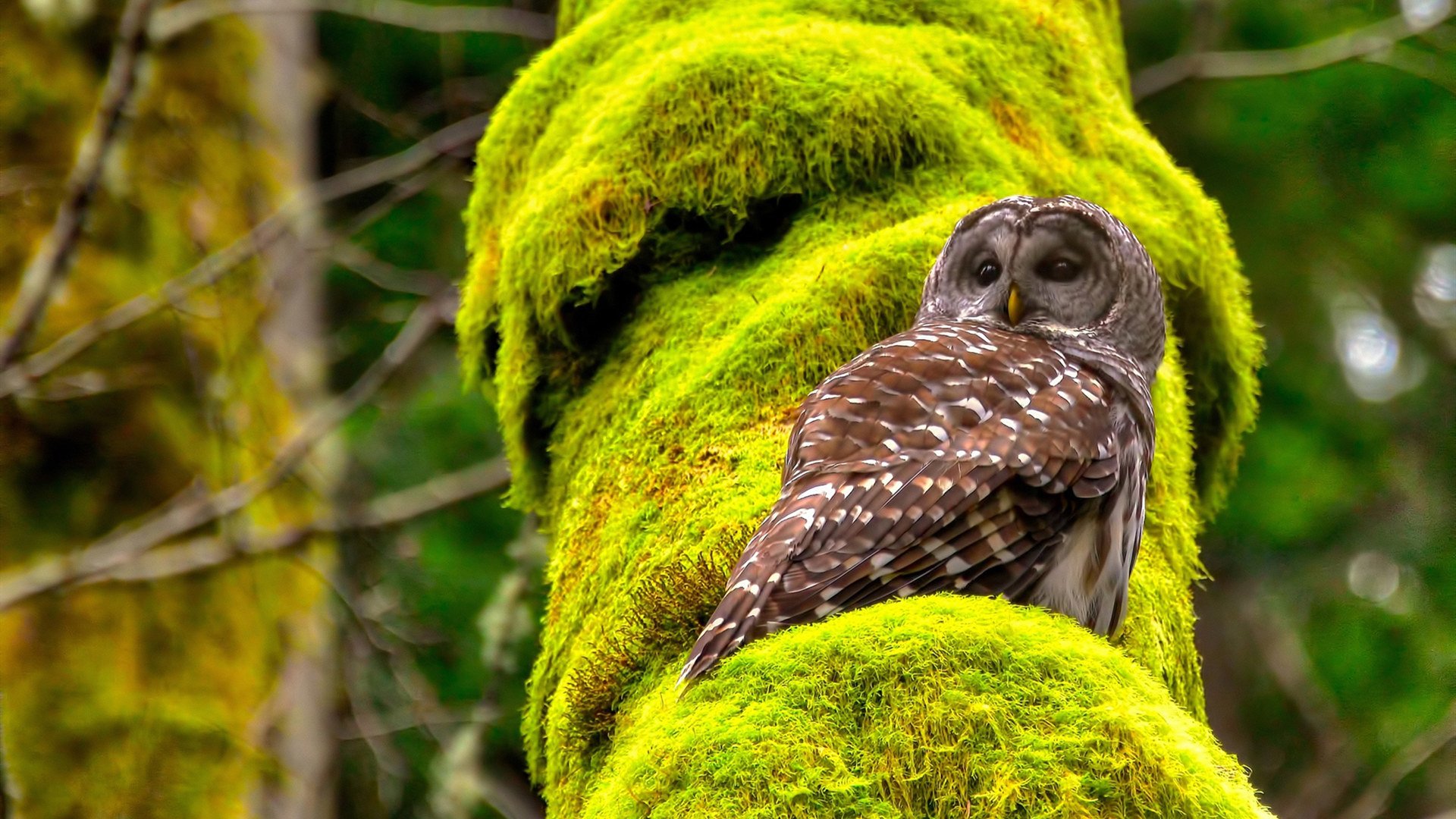 体育产业资本逐步向篮球项目倾斜,发展潜力巨大,体育产业盈利模式