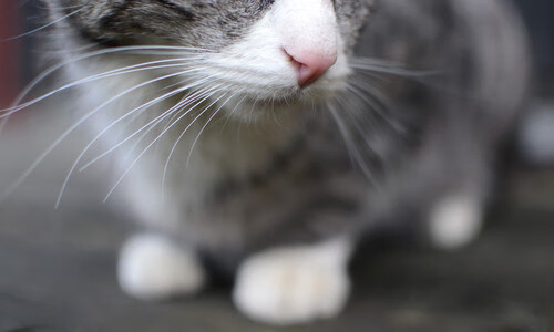 九游网页版官网-史上最快达到2万分的NBA球员，库里的神突破！，nba二万分球员排名