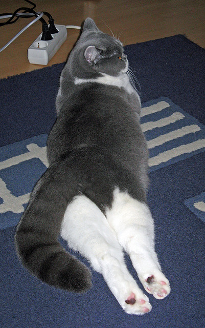 JIU YOU GAME-守望先锋 俱乐部间竞争日益激烈，守望先锋俱乐部有哪些