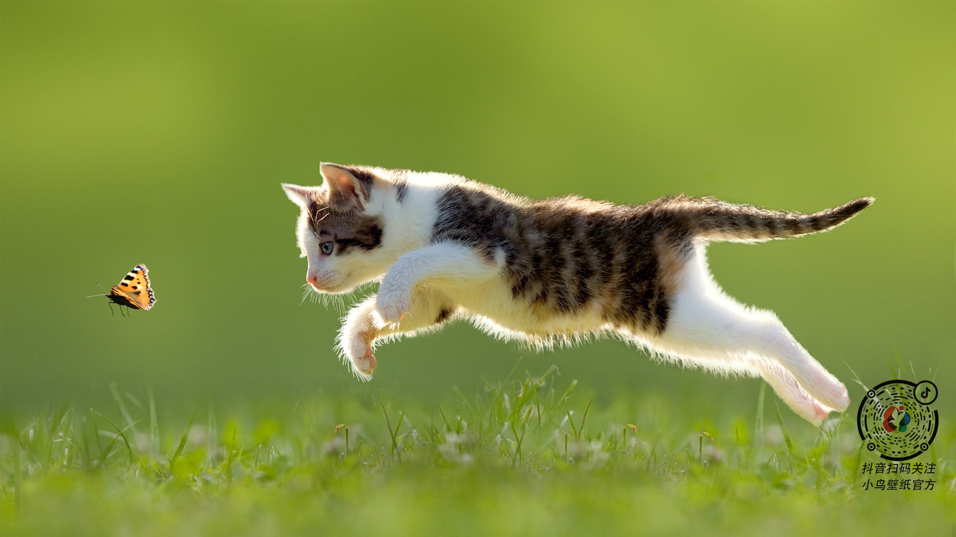 九游娱乐(jiuyou)官网-布鲁诺·卡博克洛成为NBA国际球员代表，布鲁诺卡波科洛集锦