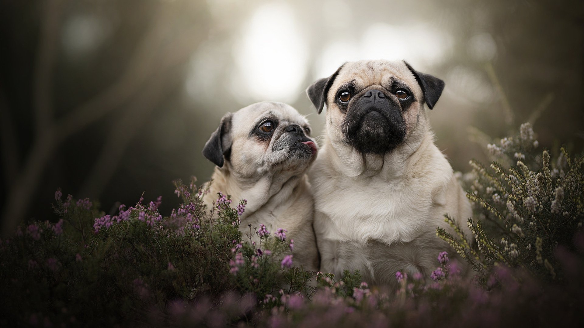 JiuyouAPP下载-战术细节：北京队利用快攻连续得分，提前锁定胜局！，北京队被绝杀