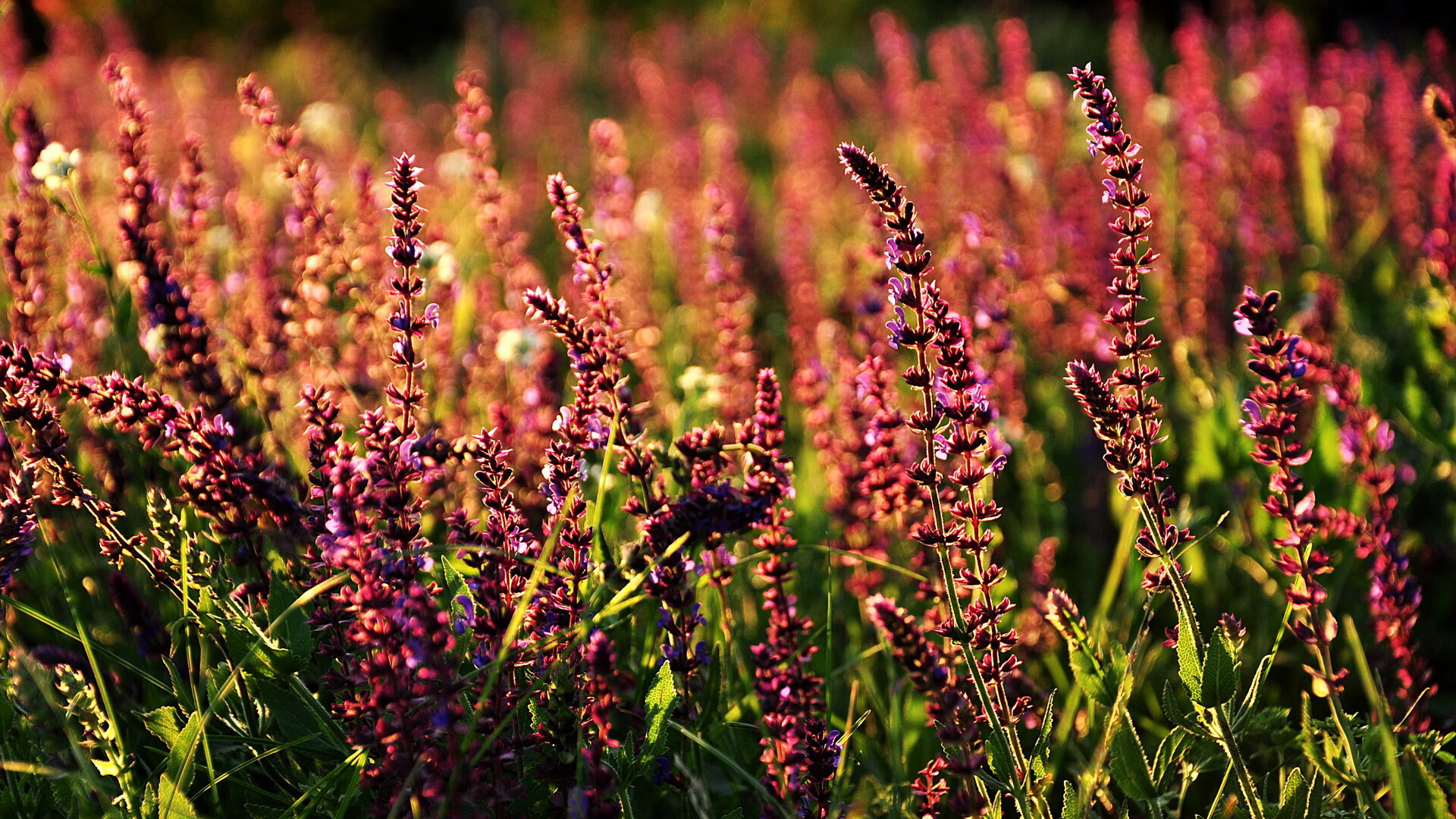 九游网游官网-扎卡尼补时绝平克罗地亚，助意大利晋级欧洲杯淘汰赛。，2021意大利足球欧z杯冠军