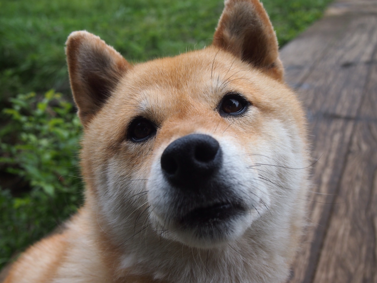 九游app官网下载-意甲比赛，教练讲战术亮点，意甲教练红牌