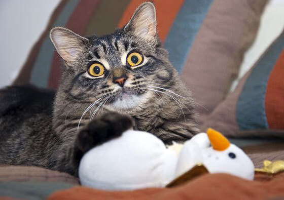 九游娱乐官网 (JIUYOU)-未来“足球皇冠上的宝石”在欧冠闪耀，足球皇冠图片