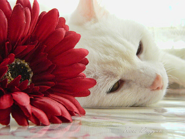 九游娱乐(jiuyou)官方网站-积分榜最新：争夺欧冠、降级区的格局逐步清晰，欧冠积分版