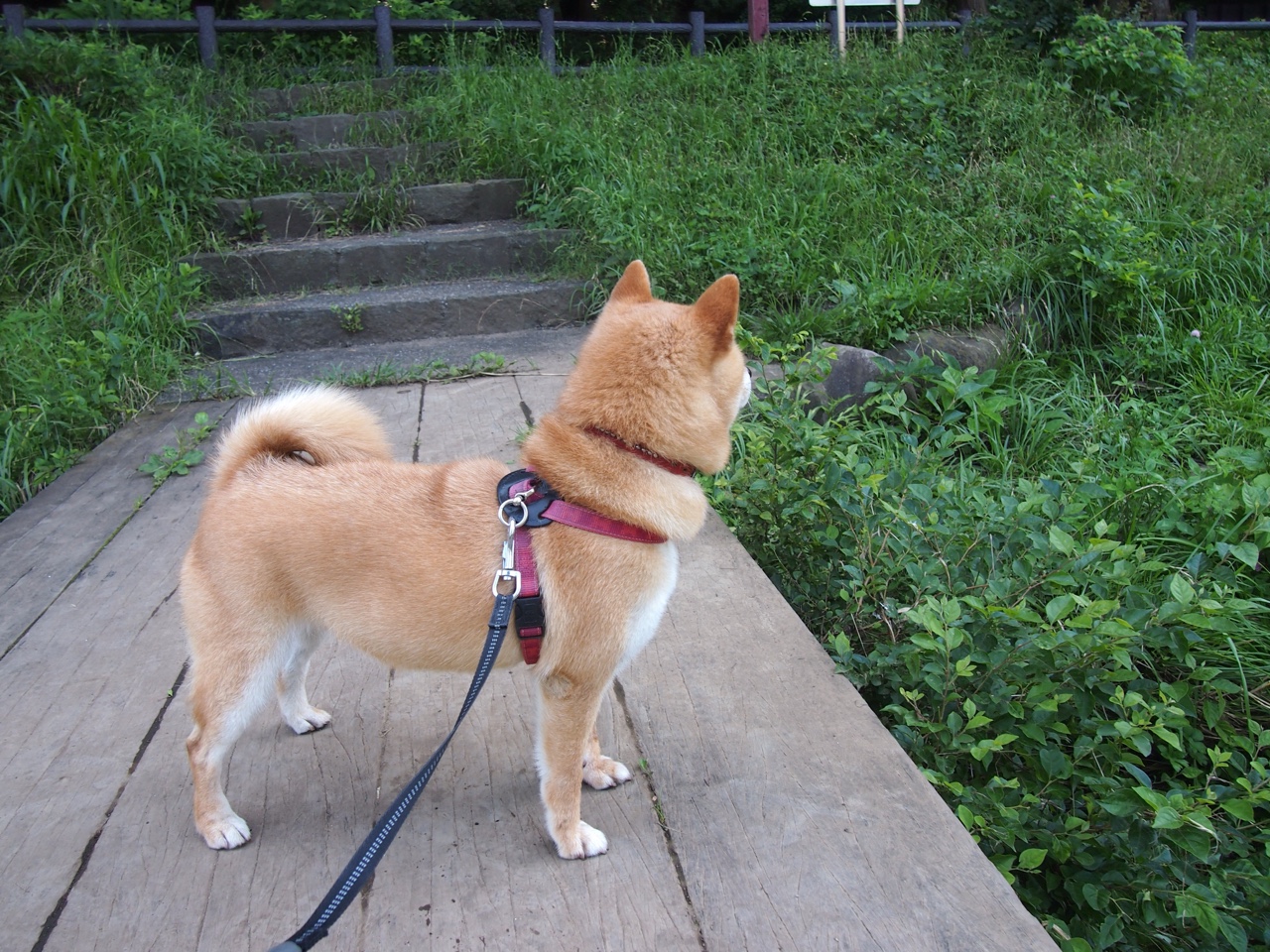 九游jiuyou-绝佳配合：球队默契度的背后故事，绝佳配合是什么意思