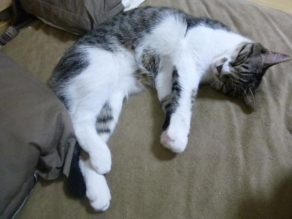 九游（jiuyou.com）游戏-逆境中的“永不放弃”精神，激励无数球迷，在困难逆境中不放弃的励志人物