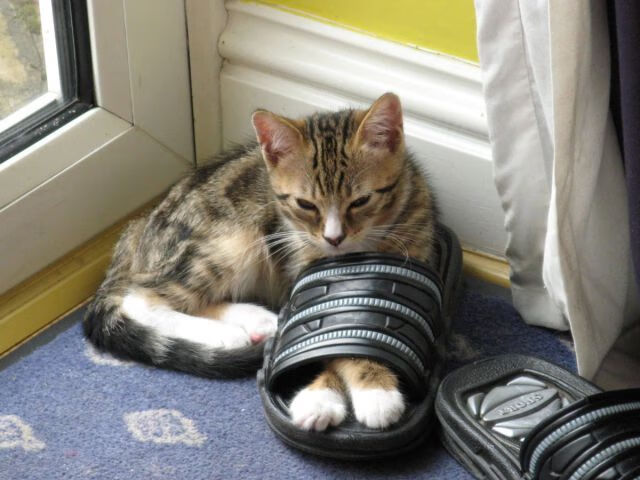 凯撒酋长主场迎战阿尔阿赫利,德比战备受关注,凯撒酋长足球俱乐部