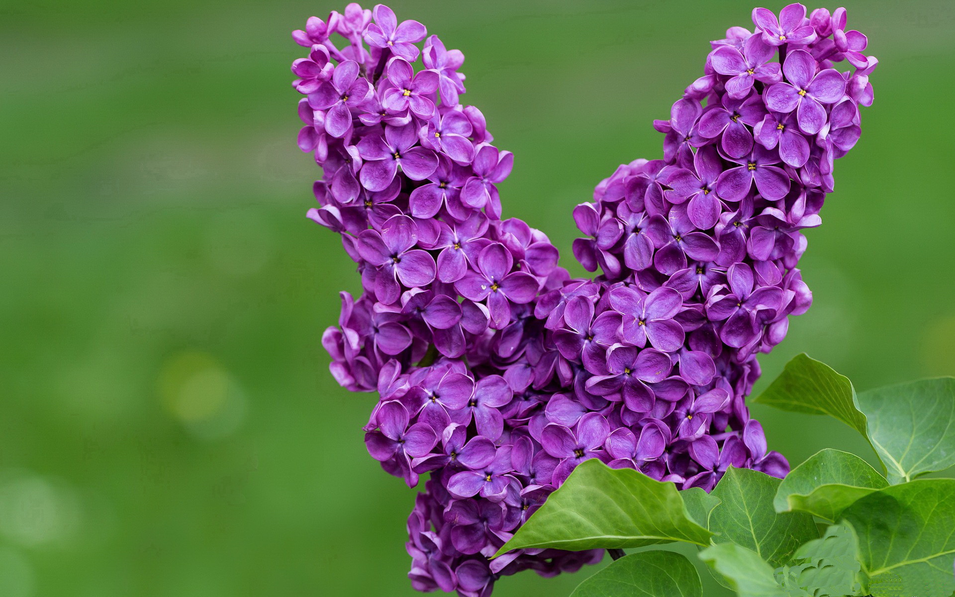 JiuyouAPP下载-图卢兹连续第三场比赛获胜，展现出出色发挥，图卢兹tse