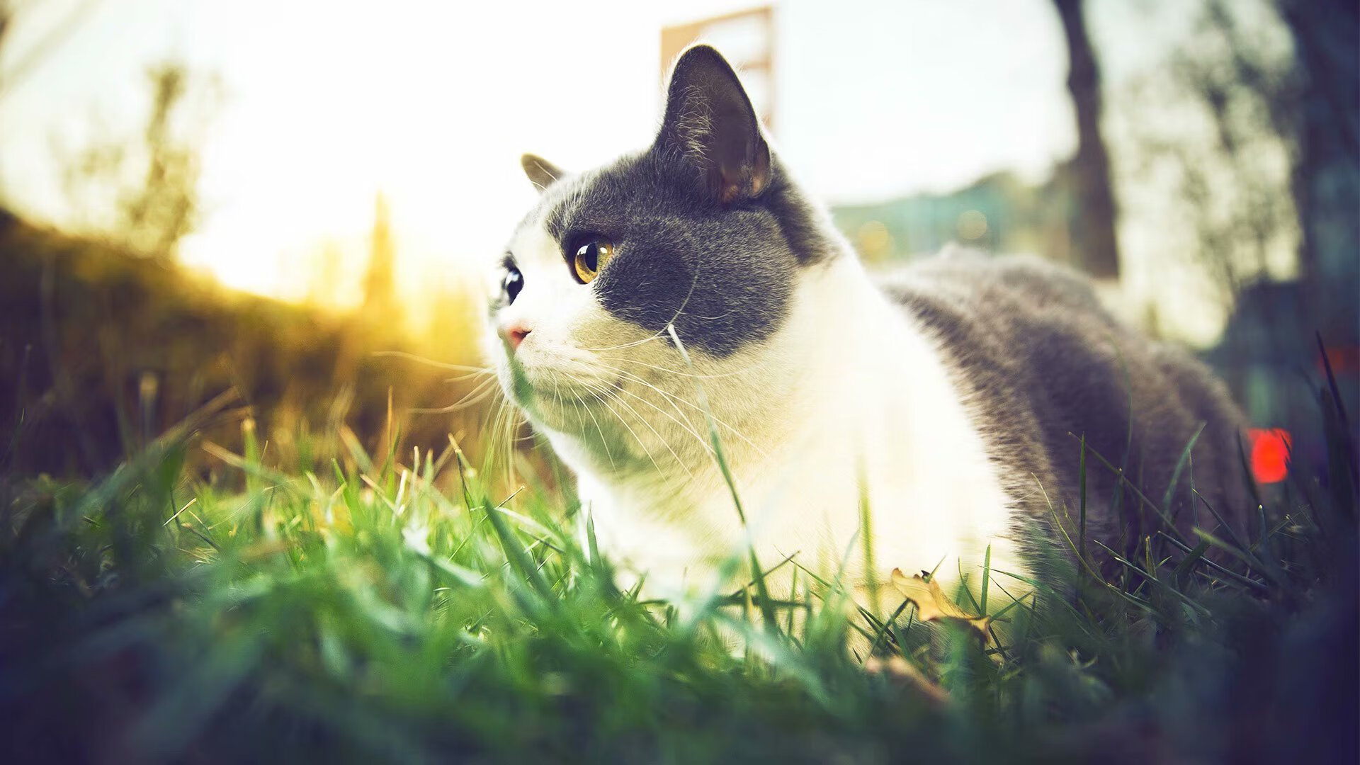 JIU YOU GAME-意大利女足队团结一心，收获胜利，意大利女足甲级