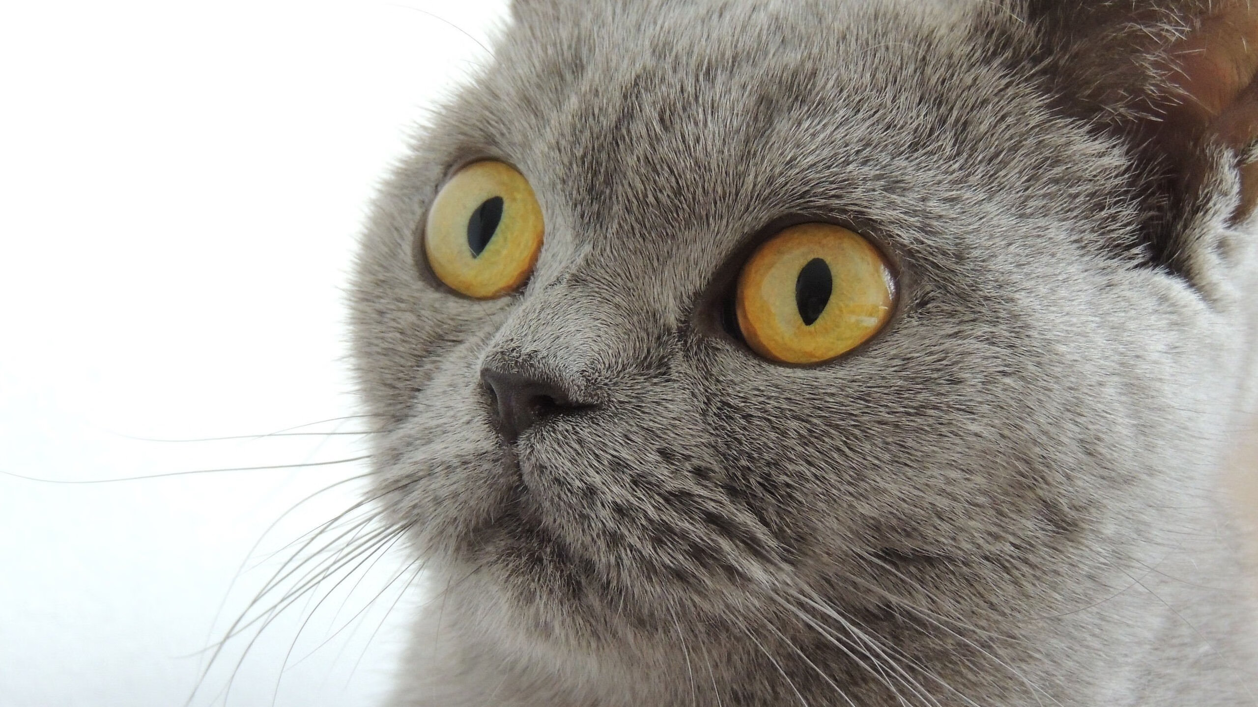 九游9游-是否应限制球员经纪人影响球队用人，受限制自由球员如果不和球队签约