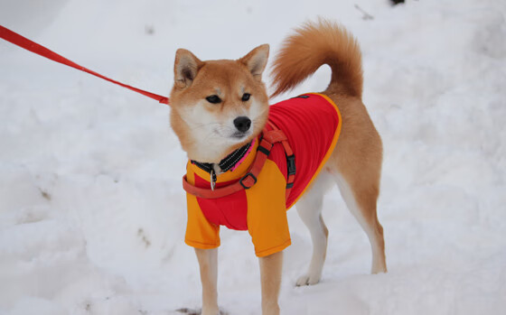 激烈竞争!豪门球队将在绿茵场上交锋,激烈竞争!豪门球队将在绿茵场上交锋