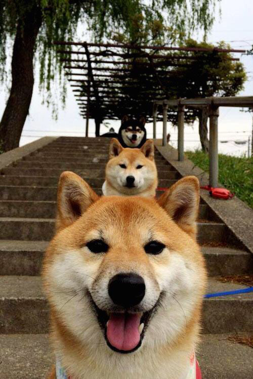 JiuyouAPP下载-生力啤酒人客场表现不俗，生力啤酒是哪里的品牌