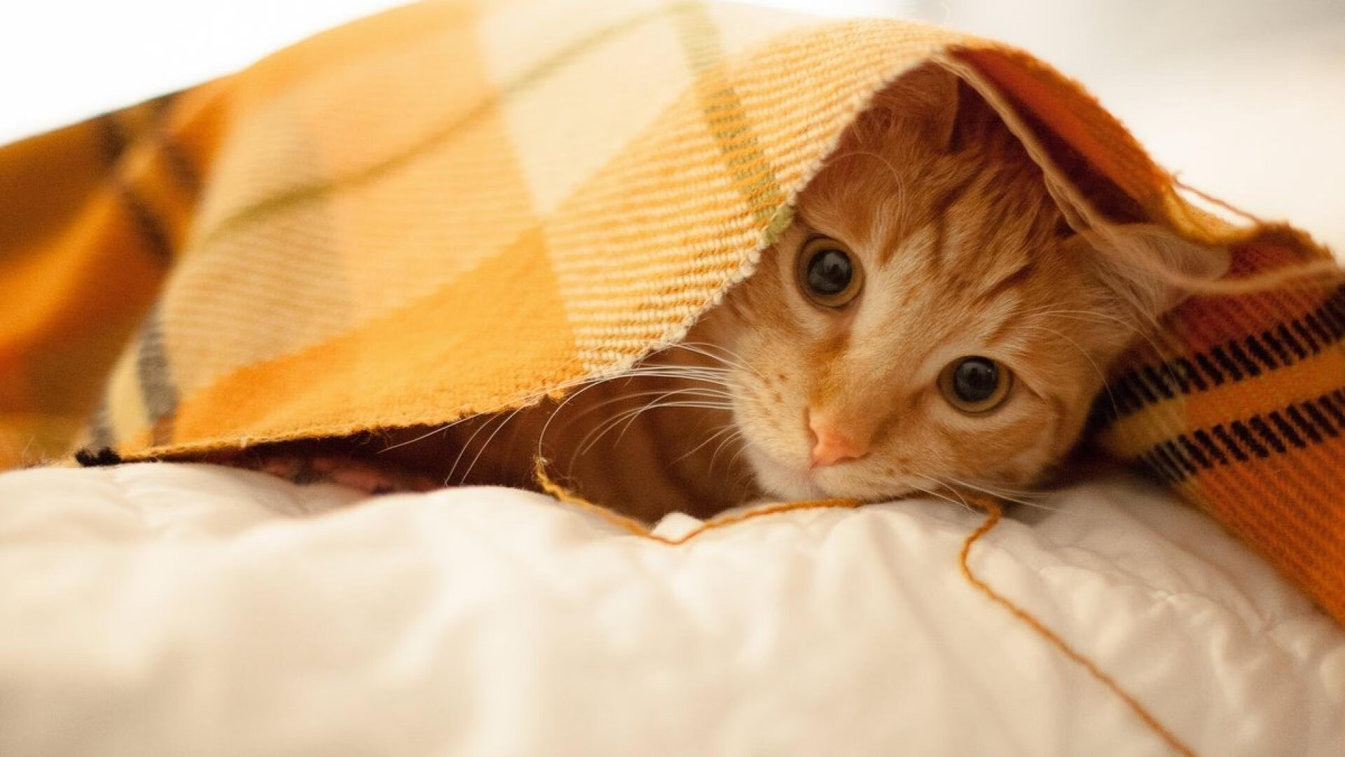 西班牙小将突破数据领跑全队,西班牙小将突破数据领跑全队的是谁