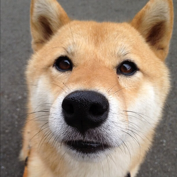 门兴格拉德巴赫新赛季展望,门兴格拉德巴赫欧冠