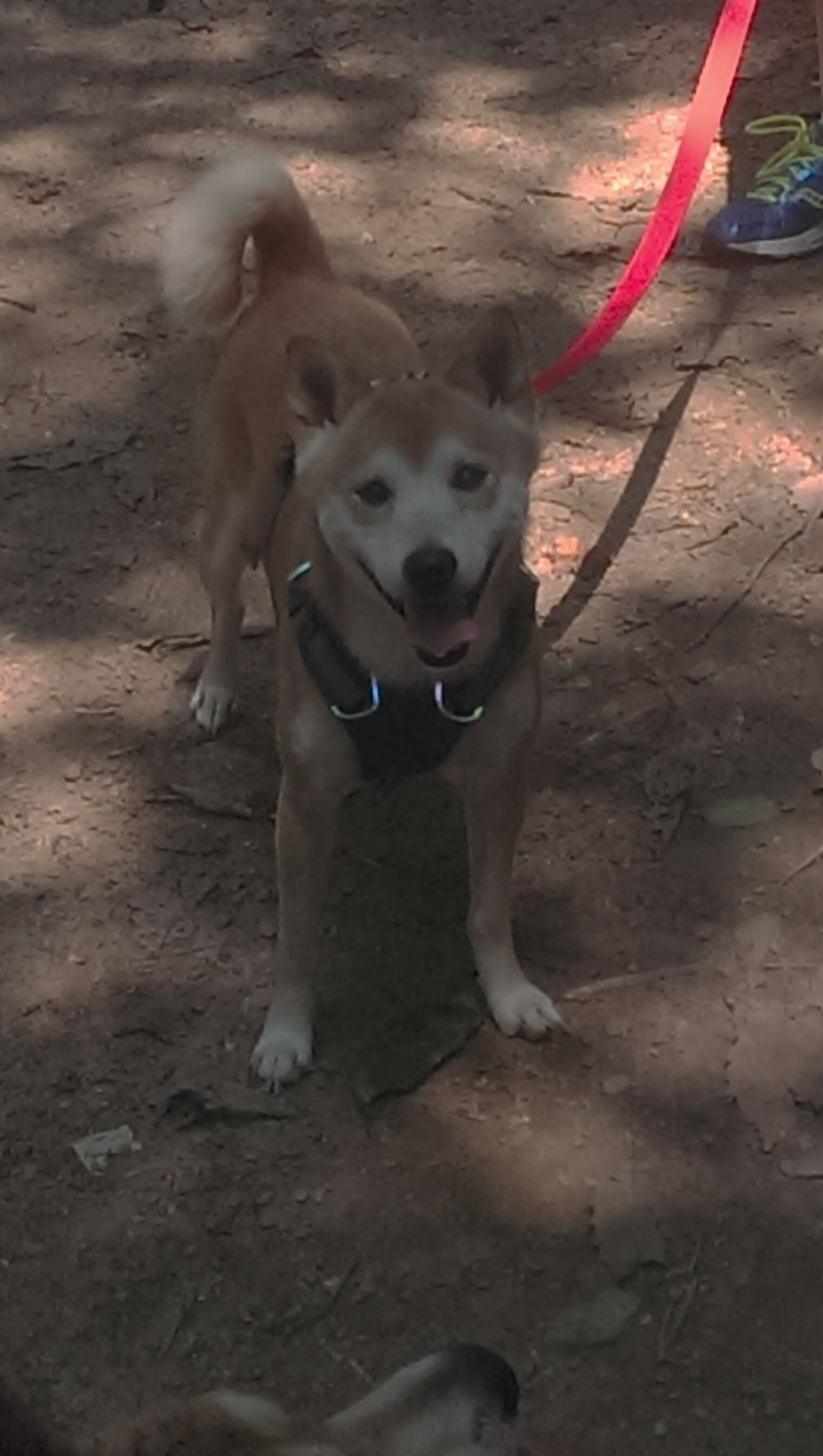 九游app官网下载-青少年篮球运动员选拔标准，青少年篮球运动员选拔标准是什么