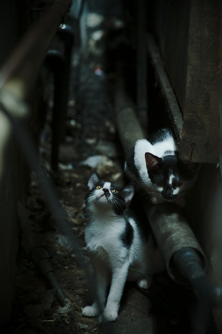 体育教学辅助设备创新应用研究，体育教学辅助设备创新应用研究方向