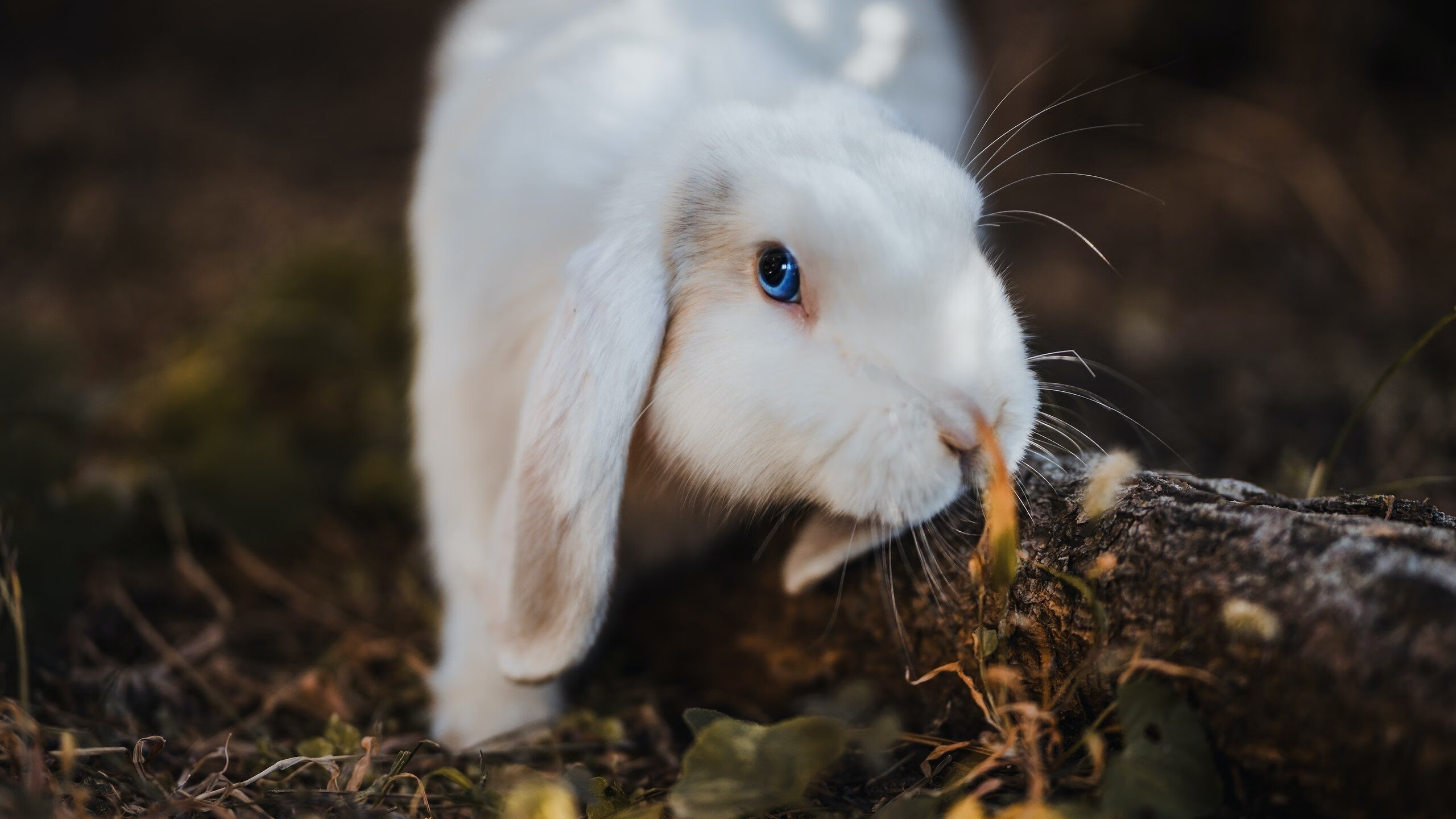 法甲赛季中期球员伤病风险评估及预防机制研究,法甲阵容排行榜