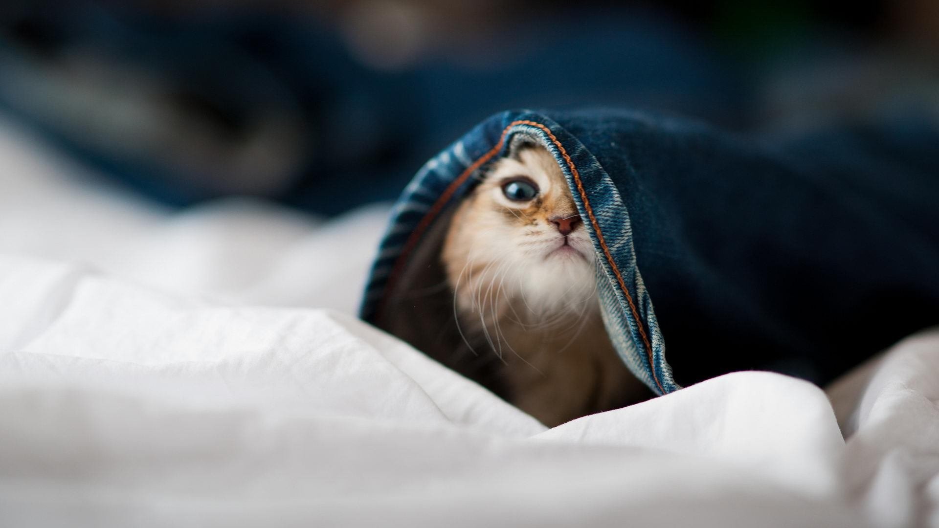 英超球队体能监测技术助力赛季中期负荷平衡实践,英超球员训练时间