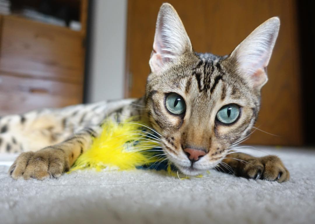 CBA球队打造视频战术库辅助备战,cba常用战术