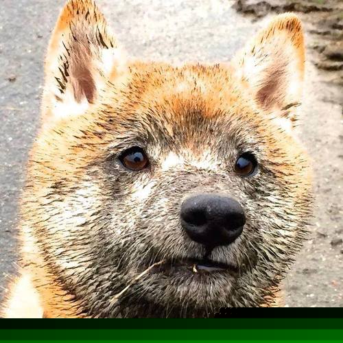 主场失利后教练怎样快速重塑战术节奏恢复稳定,主教练上场踢球