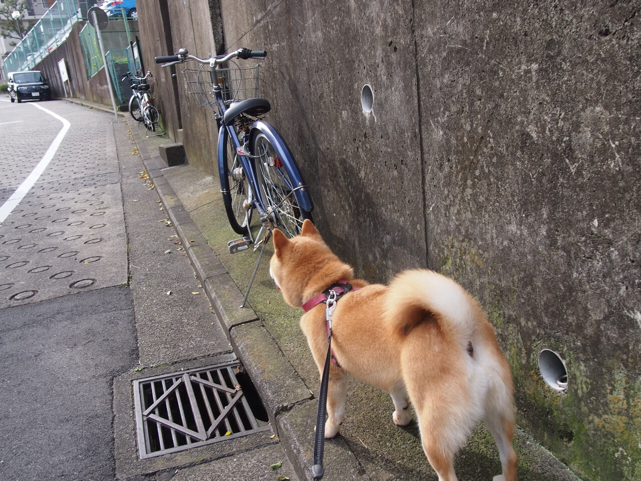 姚明时代终结之后中国篮球寻找新方向，姚明中国篮球地位