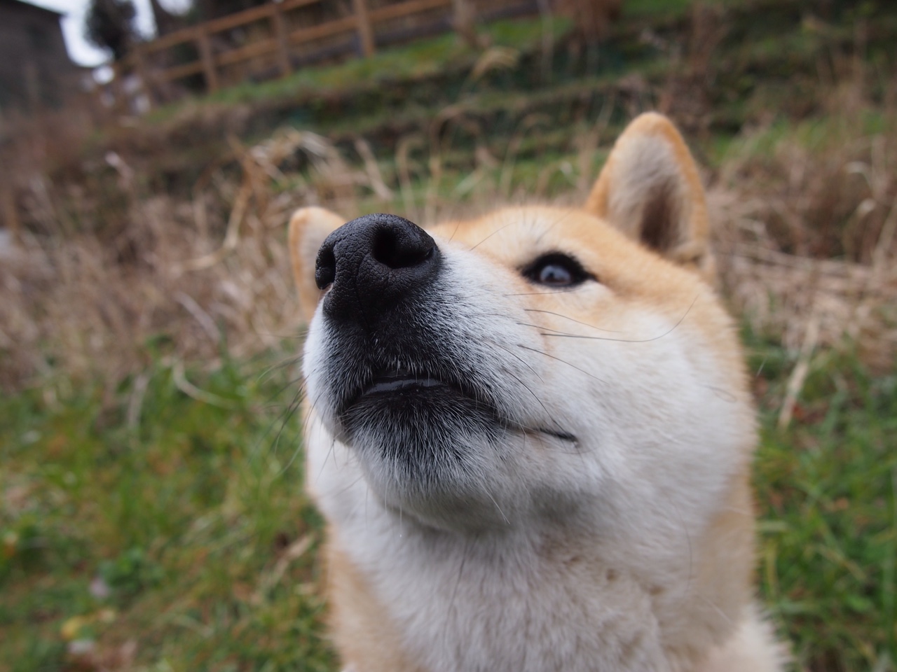 九游登录入口-罗马尼亚队赛制策略：团体比赛中的角色分配与战术部署，罗马尼亚球队厉害吗