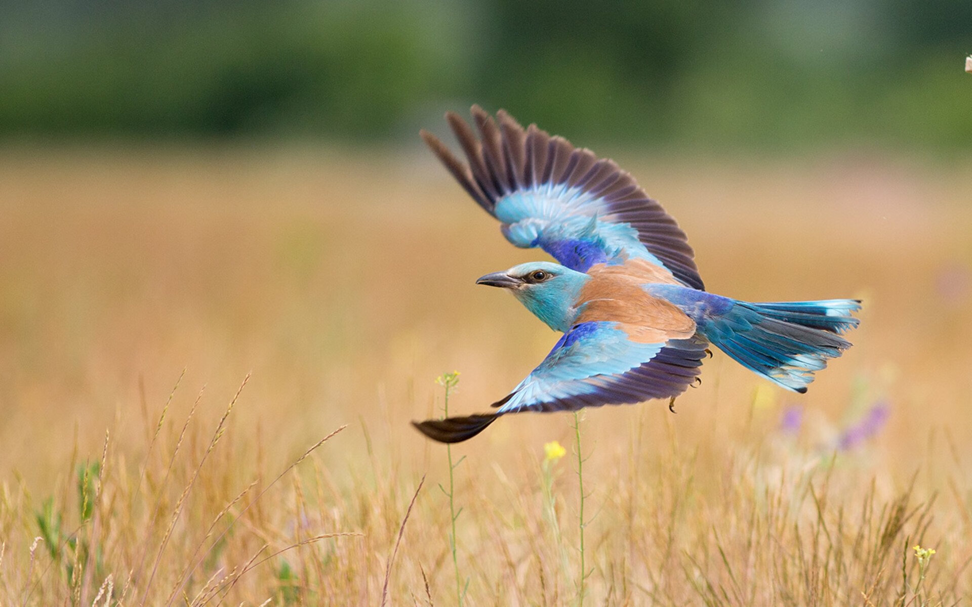 九游jiuyou-南非羚羊队：通过坚韧不拔的防守和迅猛的反击，他们称霸赛场，南非羚羊皮可以干嘛用