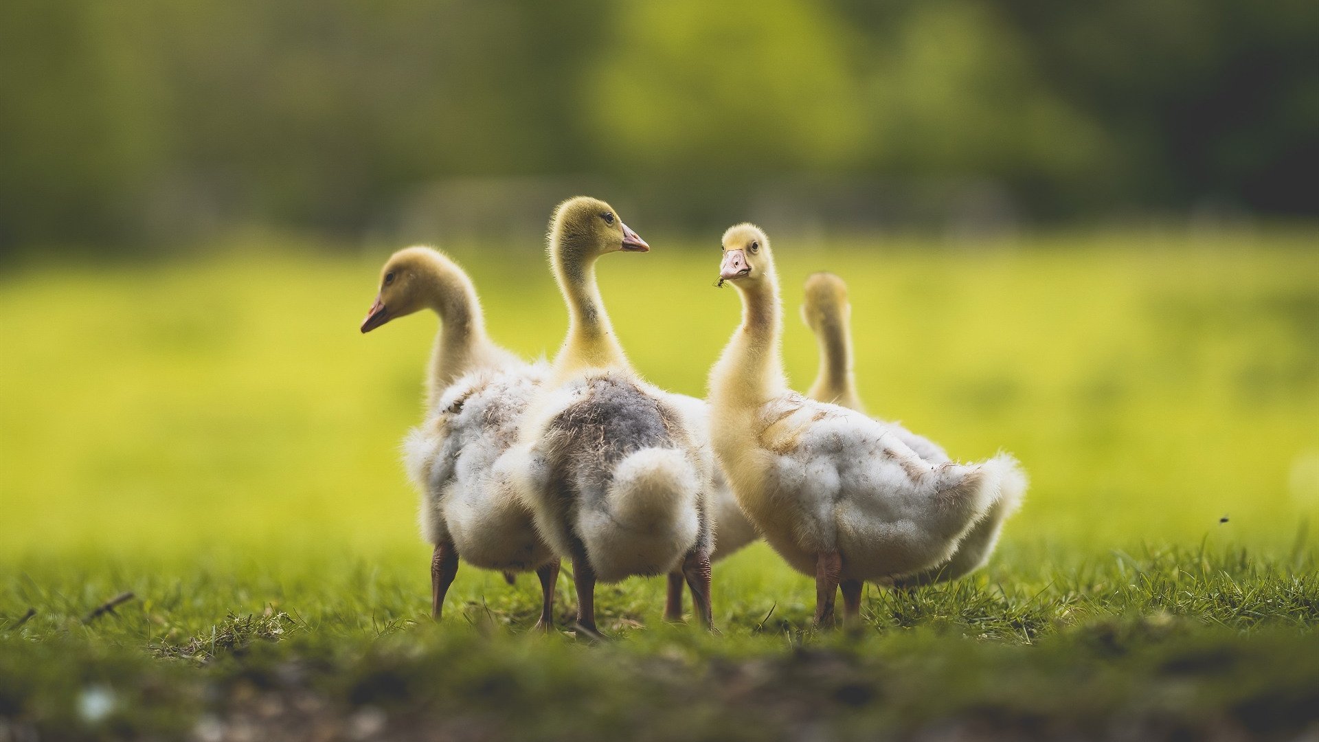 新闻中心公告体育科研成果国家奖推荐材料提交要求，体育教学成果奖申报题目