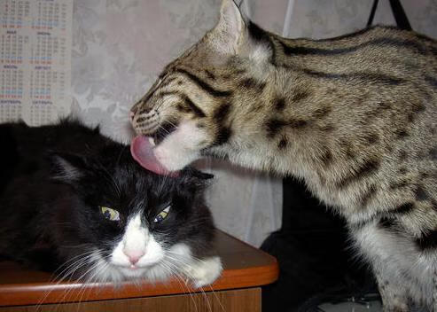 英超冲刺季:谁能笑到最后?精彩不断!,英超本轮集锦视频